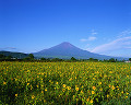 023：　山梨県　忍野村　ヒマワリ　8月