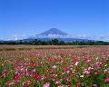 024：　山梨県　山中湖村　コスモス　9月