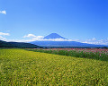 026：　山梨県　忍野村　稲　9月