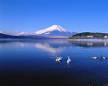 094：　山梨県　山中湖村　コブハクチョウ　マガモ　2月