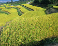 026：　長野県　姥捨