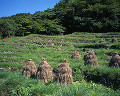 037：　静岡県　松崎町