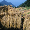 039：　静岡県　松崎町