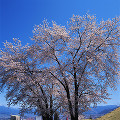 064：　山梨県　八代町