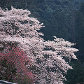 068：　山梨県　身延町