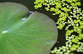 023：　池面　蓮　葉