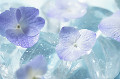 028：　紫陽花　氷