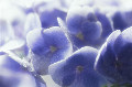 030：　紫陽花