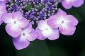 038：　紫陽花
