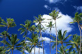 027：　オアフ島　椰子の木