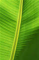 090：　オアフ島　バナナの葉