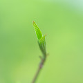 057：　新芽
