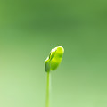 058：　新芽