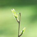 059：　新芽