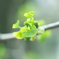 084：　新芽　茎　イチョウ