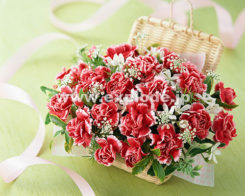 �J�[�l�[�V�����A�����W