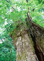 022：　ケヤキ　アラカシ　熊野神社　東京都八王子市　縁結びの木　
