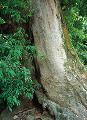 023：　ケヤキ　アラカシ　熊野神社　東京都八王子市　縁結びの木　
