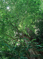 024：　ケヤキ　アラカシ　熊野神社　東京都八王子市　縁結びの木　