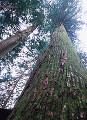 037：　スギ　熊野神社　東京都西多摩郡檜原村　村指定天然記念物　