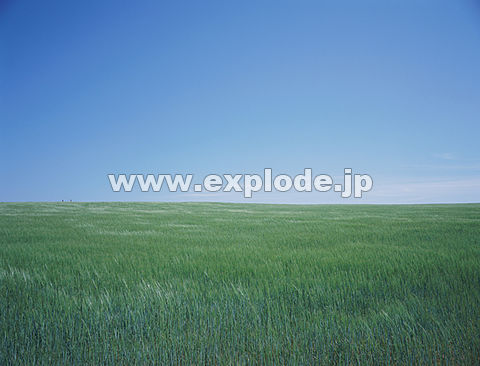 �J�i�_ �v�����X�G�h���[�h�� �V���[���b�g�^�E��