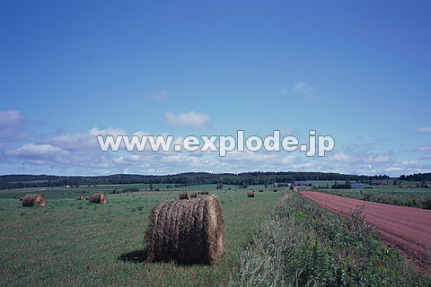 �J�i�_ �v�����X�G�h���[�h�� �V���[���b�g�^�E��