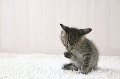 012：雉虎猫　ミックス　雑種