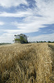 018：南富良野　麦収穫風景