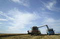 020：南富良野　麦収穫風景