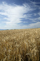021：南富良野　麦畑