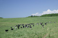 075：上富良野　乳牛放牧風景