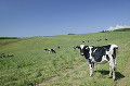 078：上富良野　乳牛放牧風景