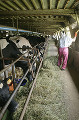 090：美瑛　乳牛飼育作業風景