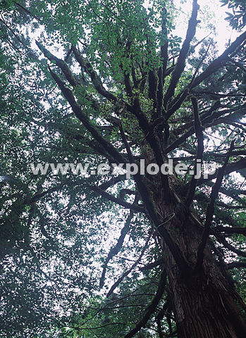 018�F���v���@�O�{����