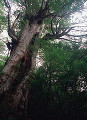 020：屋久島　大王杉