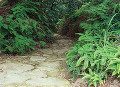 092：紀伊山地　熊野古道　馬越峠