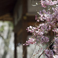 022：平野神社
