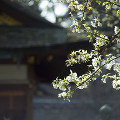024：平野神社