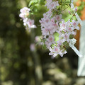 071：賀茂別雷神社