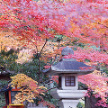 075：大原野神社