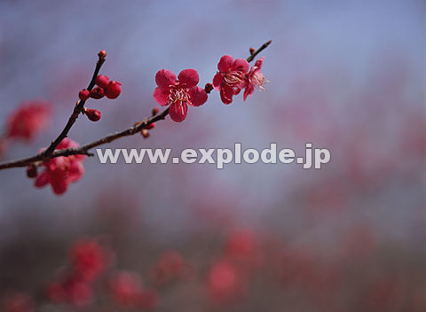 015�F�E��