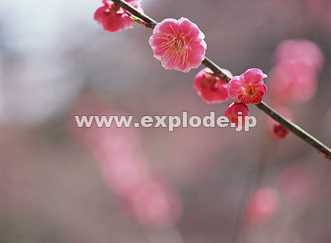 016�F�E��