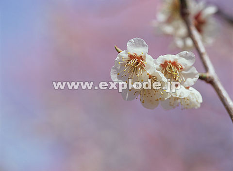 019�F�E��