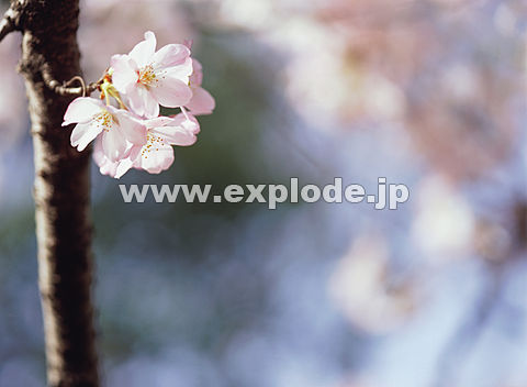 025�F�T�N��