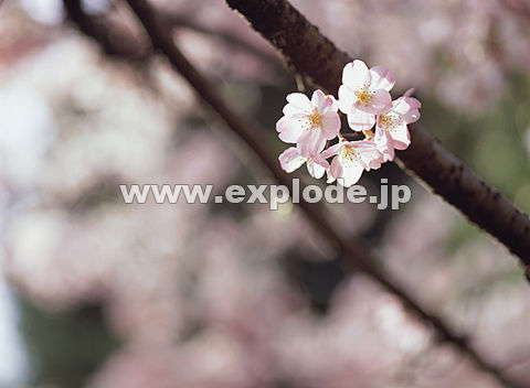 026�F�T�N��