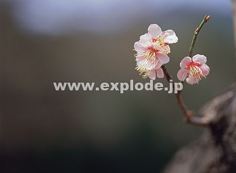 027�F�E��