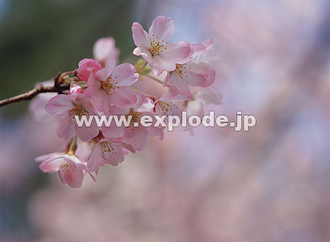 030�F�T�N��