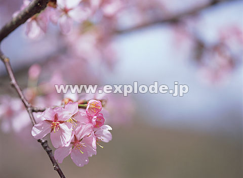 031�F�T�N��