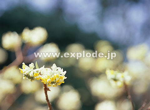 045�F�~�c�}�^