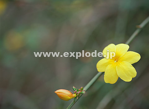 060�F�I�E�o�C